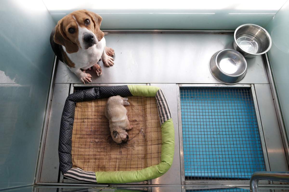 A Beagle with the ID number NTR1917, who is the surrogate mother of the 24 day-old clone of Juice, shares an enclosure with its offspring at the biotech company Sinogene in Beijing, China October 11, 2018.