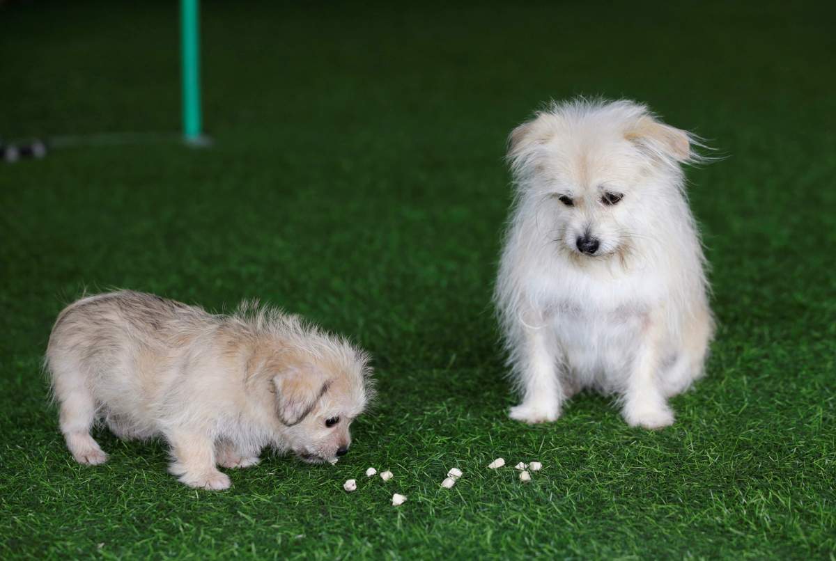 Nine-year-old Juice looks at its two-month-old clone at He Jun’s pet resort in Beijing, China November 26, 2018. Picture taken