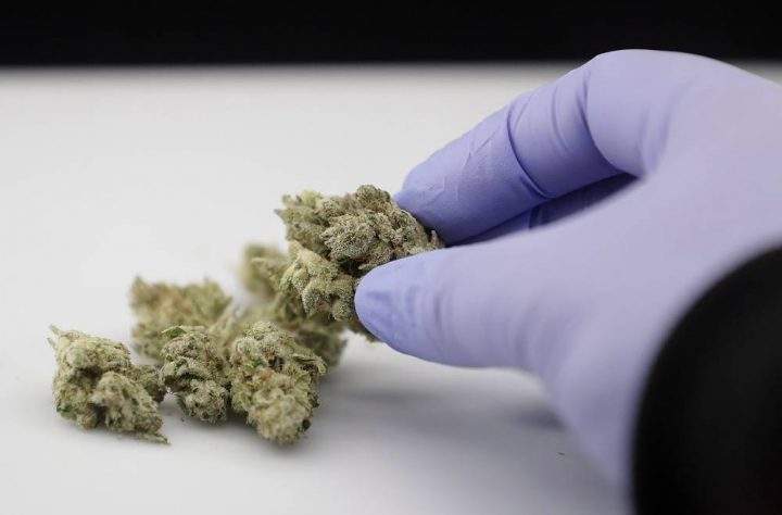 In this June 21, 2018, file photo, a laboratory manager holds a cannabis sample in Oakland, Calif.