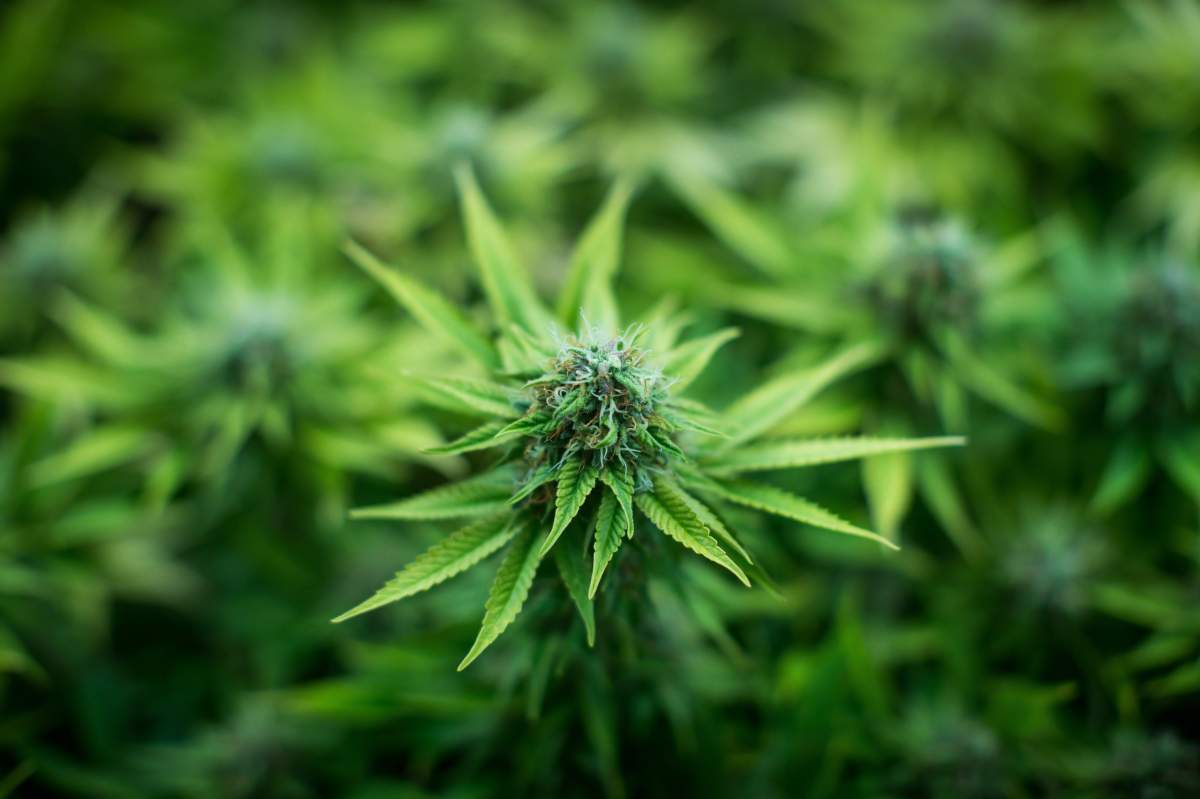 A Hamilton city councillor wants to create a nuisance bylaw that will regulate the smell coming from local grow-ops.