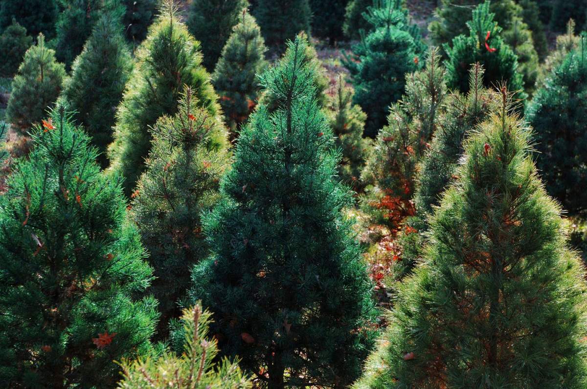 We associate the holidays with various scents, including pine trees, cinnamon, orange and clove. But did you know there’s a science behind these choices?.