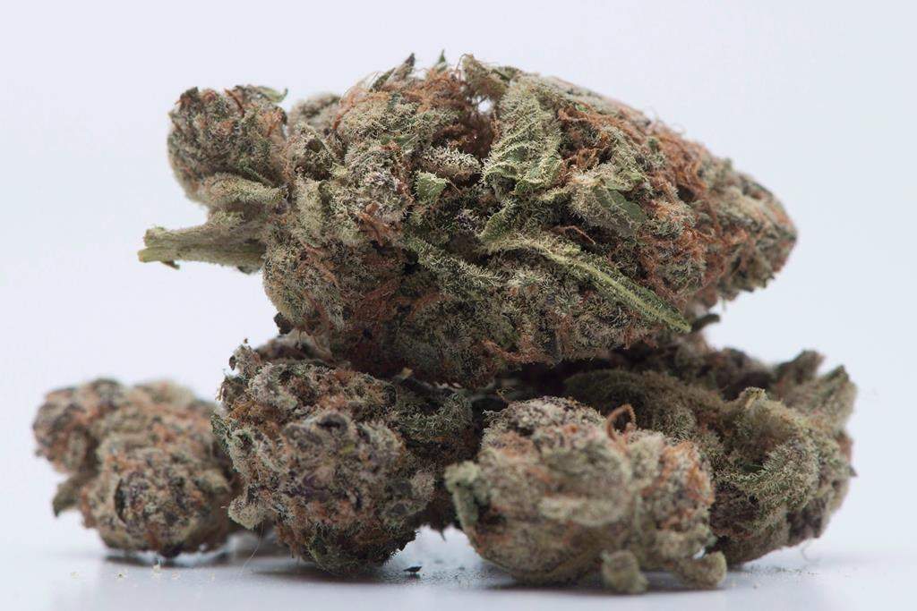 Medical marijuana is shown in Toronto on Nov. 5, 2017. THE CANADIAN PRESS/Graeme Roy