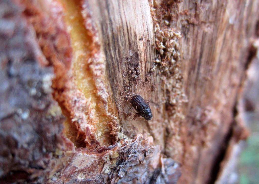 A dead pine beetle is shown on the inside of a piece of bark peeled from a beetle-killed tree near Albany, Wyo., on July 12, 2017.