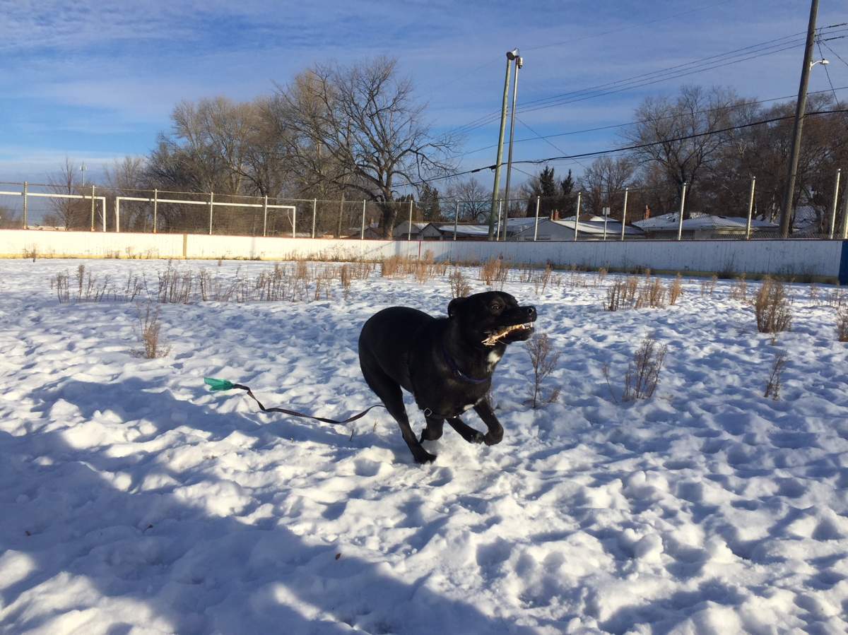 Anneliese Fritz adopted Lincoln after bringing him home for a week.