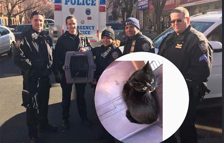 New York police officers rush to rescue kitten trapped under SUV - image