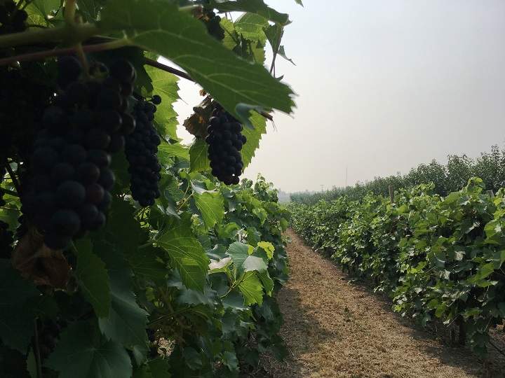 A new university study says carbon dioxide can be released when crops are irrigated with water from Okanagan Lake.