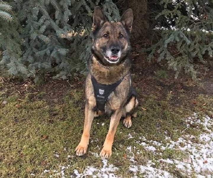 Vernon North Okanagan Police Service Dog Cain.