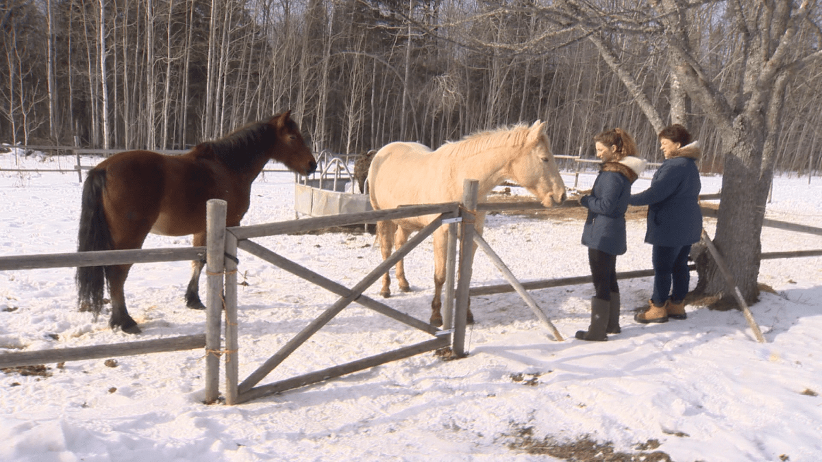 The Dangremond family will have to relocate the horses, pending a possible appeal