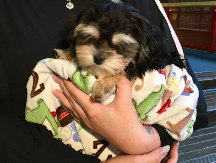 Three days after police asked for tips in connection with the theft of a dog from a north Edmonton home, Milo the puppy has been returned to his owners.