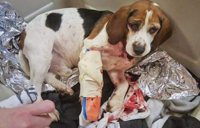 This photo provided by New York State Police on Saturday, Dec. 15, 2018, shows a rescued dog after it was thrown out of a vehicle in Cortland County, N.Y.