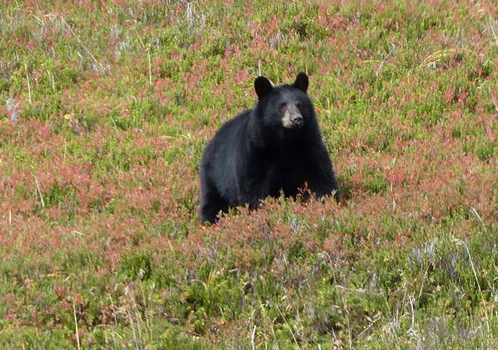 A black bear pictured in this 2017 file photo.
