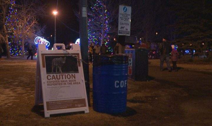 Airdrie residents were warned about coyotes roaming the area after attacks on humans this week.