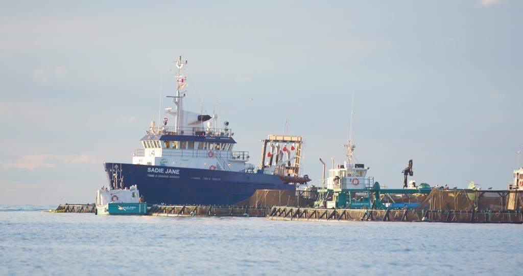 In tiny Black's Harbour, N.B., sandwiched between an Irving gas station and the local Freshmart, is a small, two-storey brick building that is head office for the world's largest independent seafood company. Cooke Aquaculture Inc. has billions of dollars in annual revenue, shipping one billion pounds of fresh seafood annually to 67 countries.