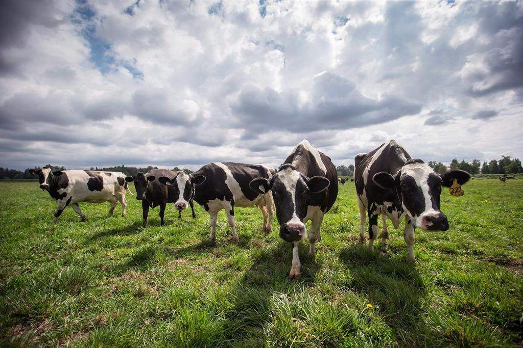 Dairy cows walk in a pasture at Nicomekl Farms, in Surrey, B.C., on Thursday August 30, 2018.