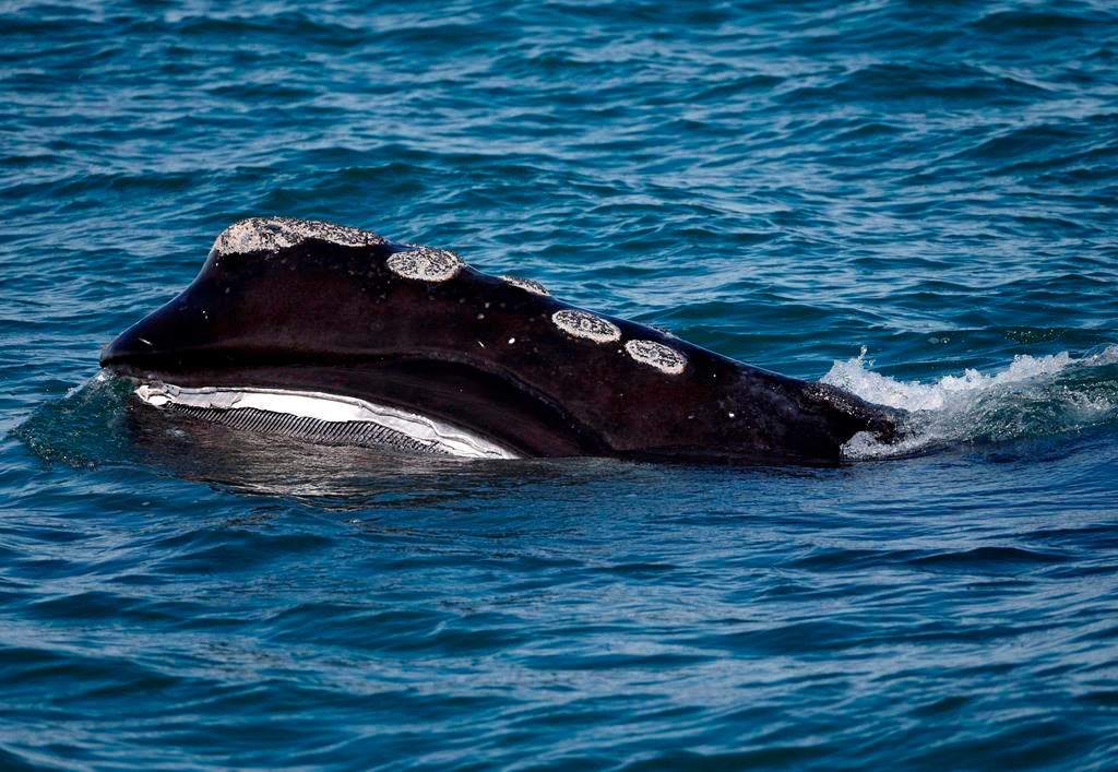 In this Wednesday March 28, 2018 photo, the baleen is visible on a North Atlantic right whale as it feeds on the surface of Cape Cod bay off the coast of Plymouth, Mass.