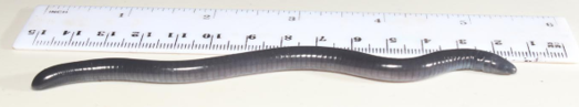 Dermophis donaldtrumpi photographed next to a ruler for scale.