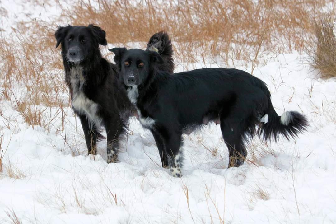 Rescued dogs.