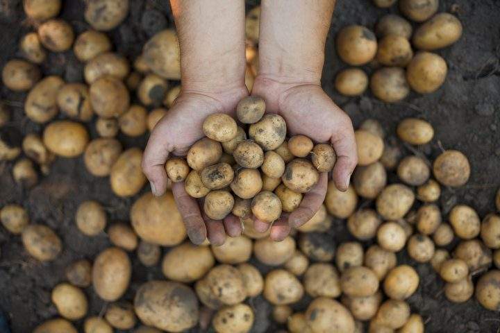 Potatoes were listed as a daily food until the 1970s.