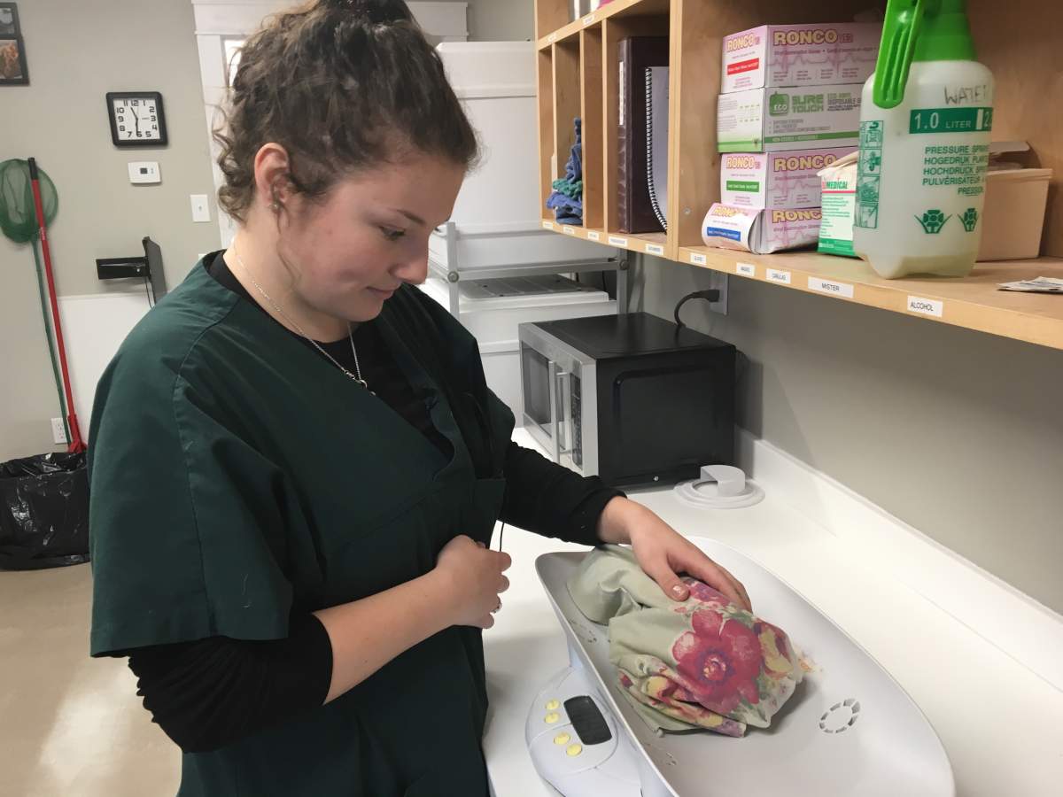 Volunteer Sarah Locke weighs a pigeon at Hope for Wildlife.