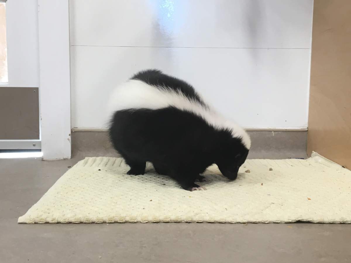 Peanuts the skunk is just one of hundreds of animals currently at Hope for Wildlife for medical treatment.