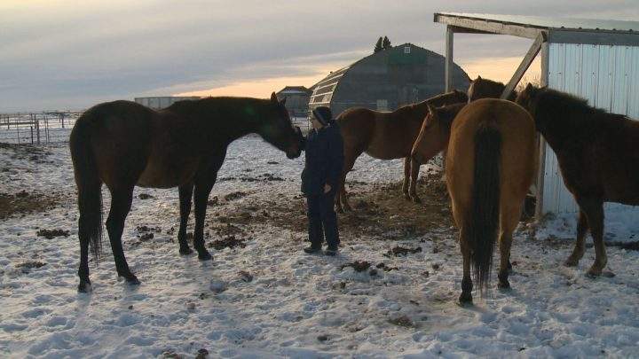 For about 11 years, Brenda Fehr has rescued horses and brought them to live on the Dare to Dream Horse Rescue farm.