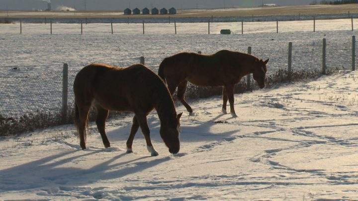 Horses at the Dare to Dream Horse Rescue farm.