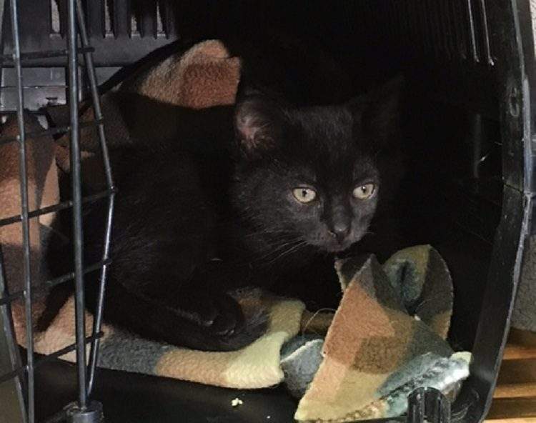 Ding, one of the two kittens rescued by Moschopedis and Robertson in October.