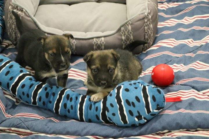 Two puppies were found abandoned in a parking lot in Calgary on Nov. 30.