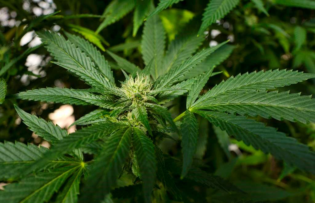 Cronos Group confirmed is in business with Marlboro maker Altria.