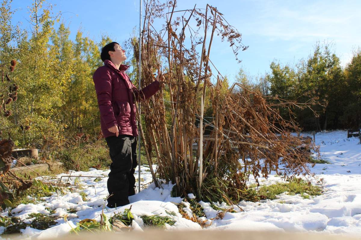 Camrose resident Tina Klein has set a Guinness World Record for growing the tallest parsley plant. 
