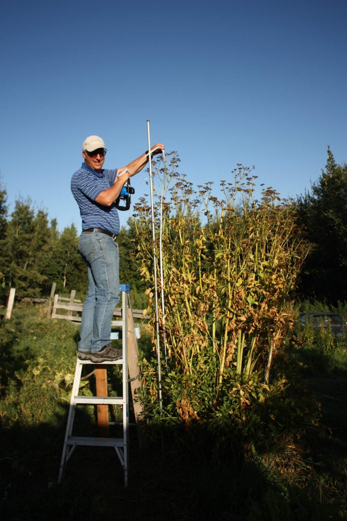 A Camrose woman has grown the world\’s tallest parsley plant.