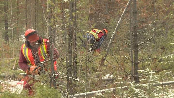 The 150-hectare fuel-removal project is funded through a provincial grant and the Wild Sheep Society of B.C.