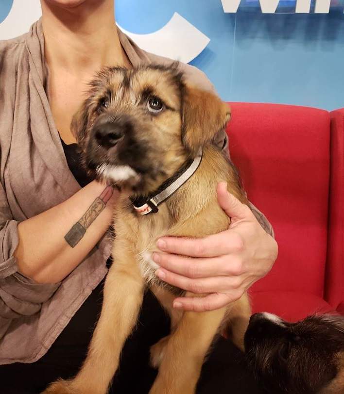 Potion came to Global News Morning’s Adopt A Pal segment to find her new home.