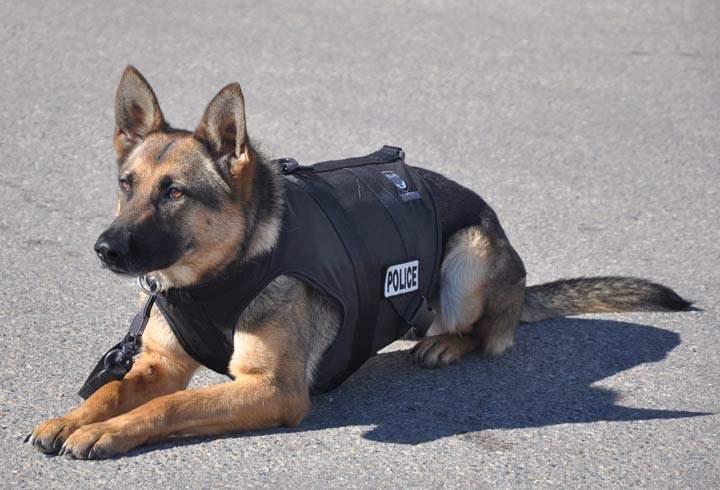 After assisting the Prince Albert Police Service in the apprehension of over 200 suspects, Daxa is retiring from the force.