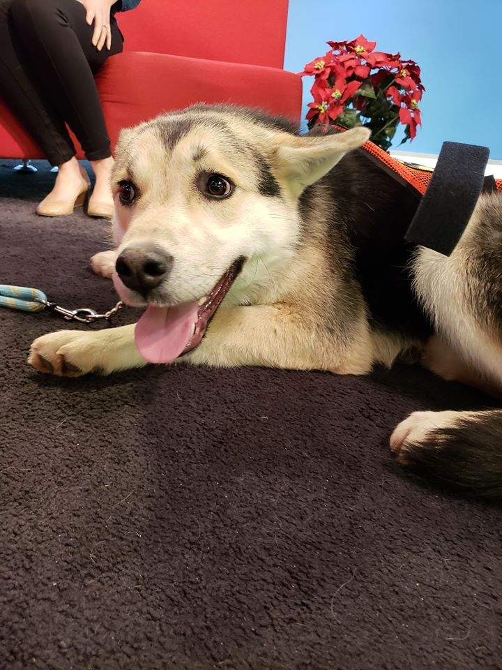 Rider took some time to visit Global News Morning to find his forever home.