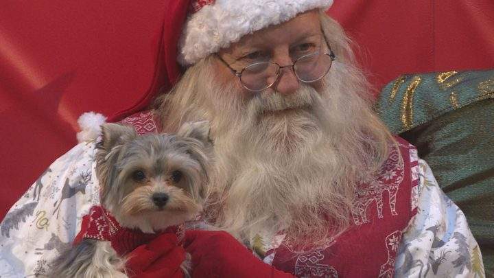Pups posed with Santa for photos on Sunday in Calgary.