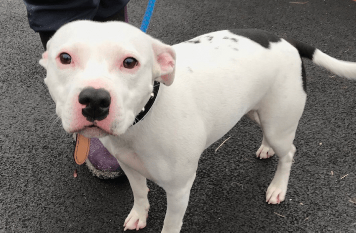 This is an image of the dog, which animal rescuers have named Snoop