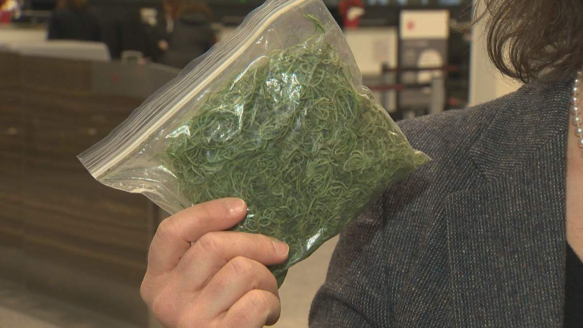 Trudeau airport officials show what approximately 30 grams of cannabis would look like.