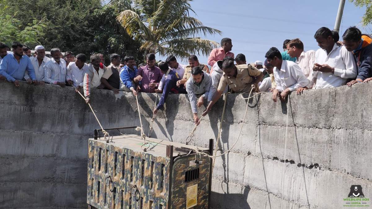 Wildlife SOS staff and villagers pull the leopard to safety.
