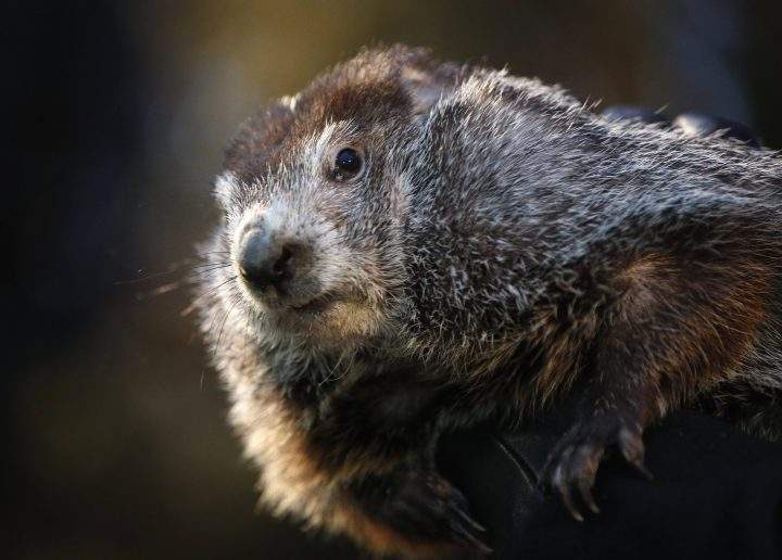A portrait of Punxsutawney Phil the weather prognositcating groundhog during the Groundhog Day celebration at Gobblers Knob in Punxsutawney, Pennsylvania, USA, on Feb. 2, 2018. Phil saw his shadow and predicted six more weeks of winter.