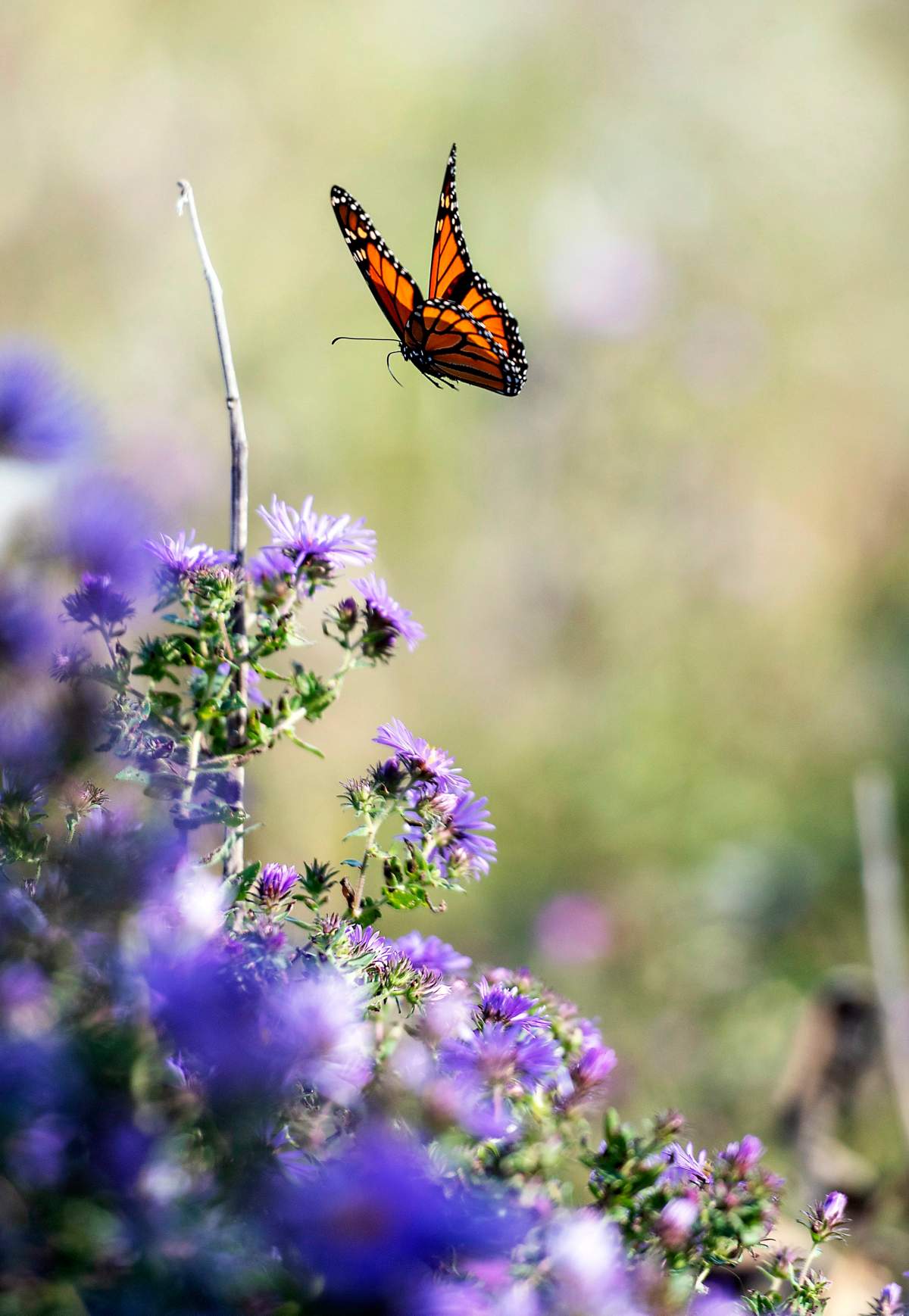 A monarch butterfly flutters around a field behind Dave Bendlin’s home Wednesday, Sept. 26, 2018, in Milton, Wis. The field is filled with wildflowers and attracts monarchs and other butterflies.
