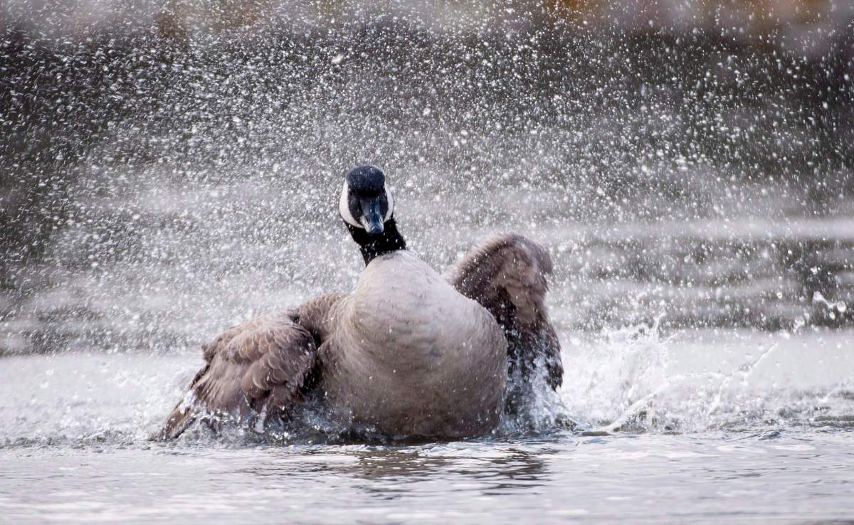 Canada goose wintering at Winnipeg car wash - image