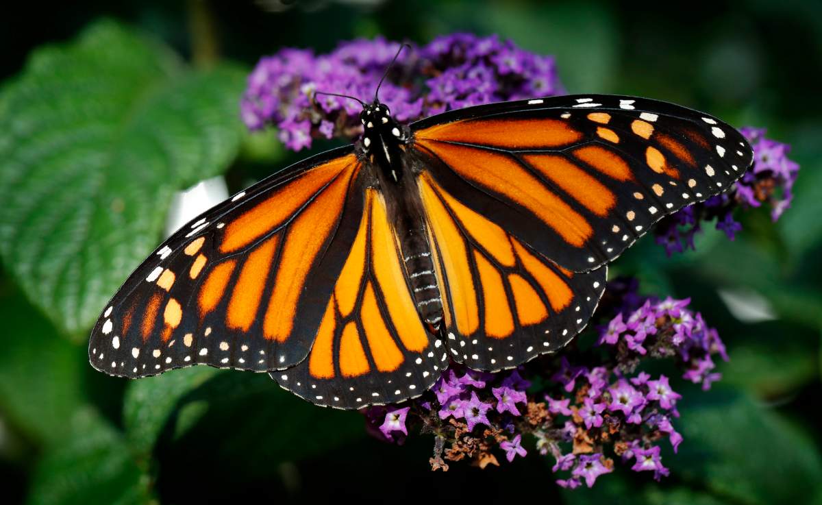 In this Sept. 17, 2018 file photo, a monarch butterfly rests on a flower in Urbandale, Iowa. Something catastrophically wrong happened in 2018 to monarch butterflies. Idaho wildlife biologist Ross Winton spent years working with monarch butterflies. With the help of volunteers, he would carefully put a tiny tag the size of a paper hole punch on about 30 to 50 of the iconic insects each summer in the Magic Valley. Then during the summer of 2018 he could only find two to tag.