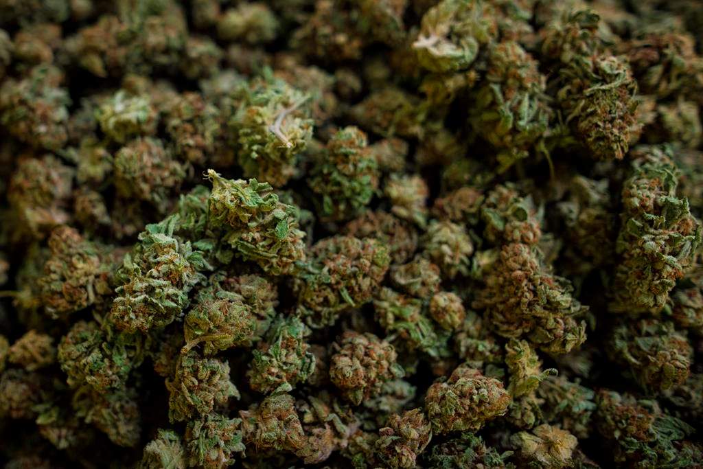 Harvested cannabis in Fenwick, Ont.