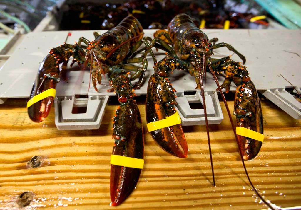 In this June 12, 2015 file photo, lobster are seen in Kennebunkport, Maine.