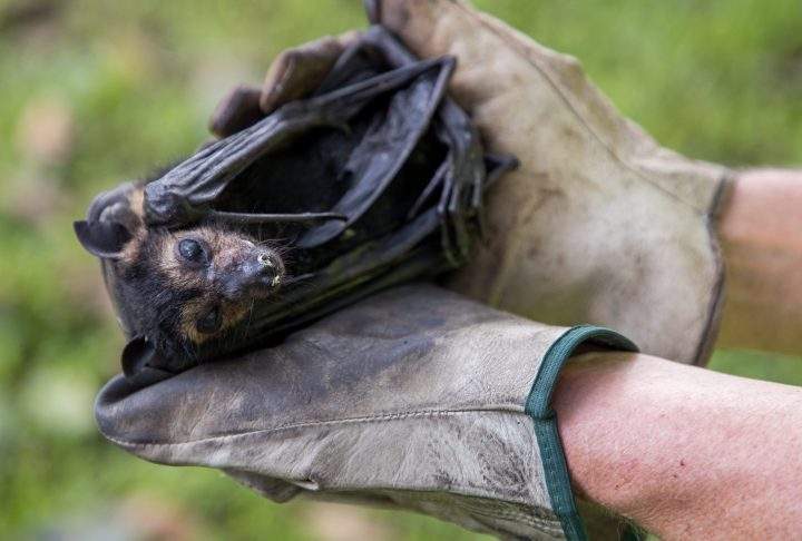 Far North Queensland Wildlife Rescue flying fox coordinator Vicki Shephard holds a perished spectacled flying-fox that dropped from an inner-city colony during a heatwave in Cairns, Queensland, Australia, 27 November 2018.