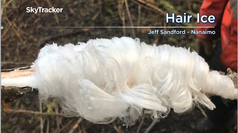 Hair ice can form on moist dead wood during humid, cold spells in the winter.