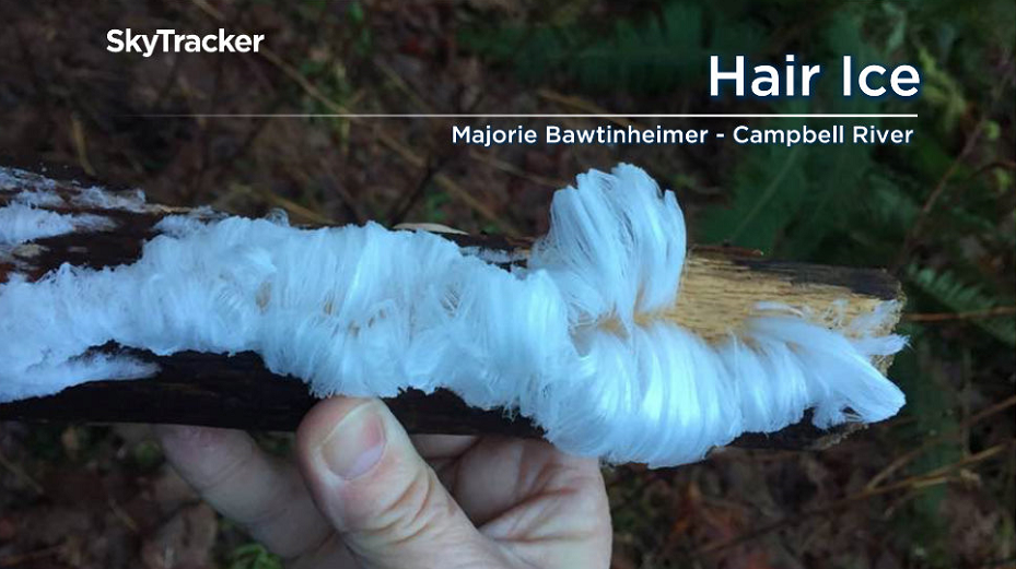 Hair ice can form on moist dead wood during humid, cold spells in the winter.