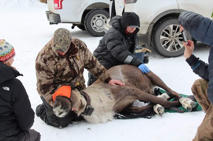 The provincial government says biologists captured three endangered caribou in B.C.’s southeast region and relocated them to Revelstoke.