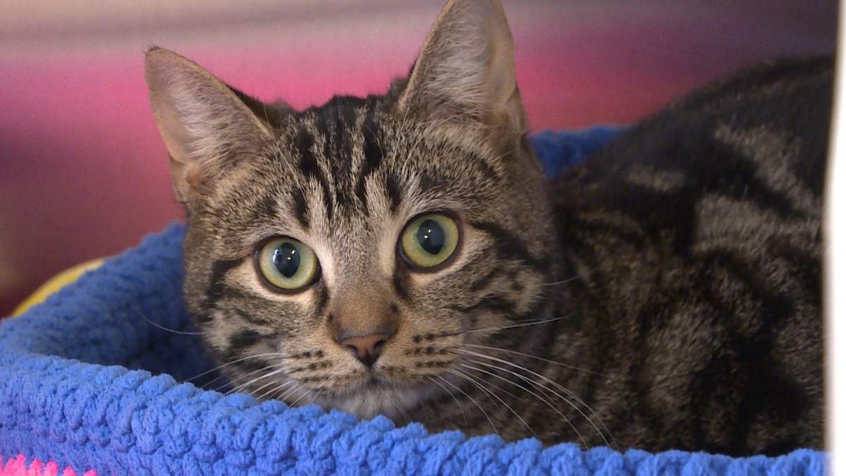 FILE - A Minnesota woman was found with 64 dead cats, 43 live cats.